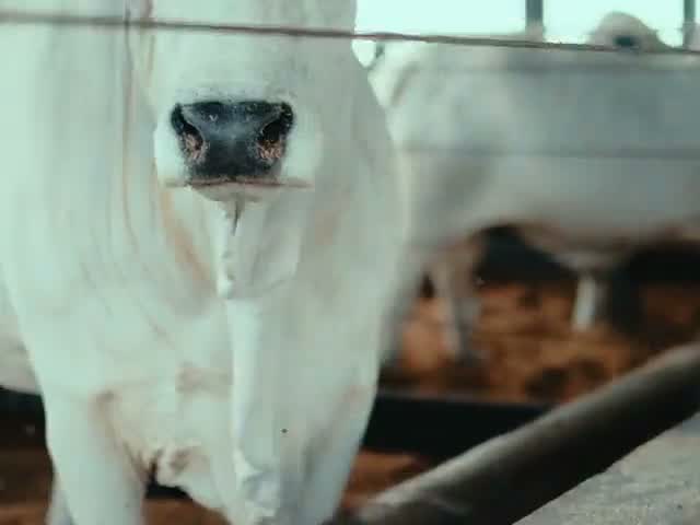 Un cebú blanco detrás de la cerca del corral.