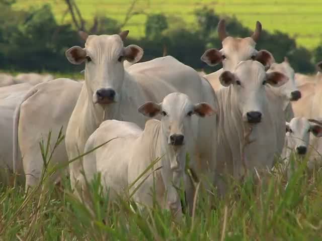 Vacas cebú blancas con sus crías en el potrero, mirando de frente.